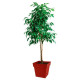 Occasion - EDA Pot de fleur carré Toscane - 39 x 39 x H 39 cm - 38 L - Rouge rubis